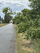 Foto: Straßenbegleitgrün ragt bis an die Fahrbahnkante und darüber hinaus 